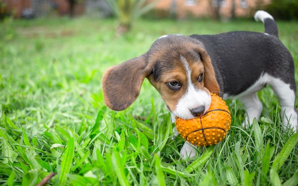 How fast deals do beagles grow