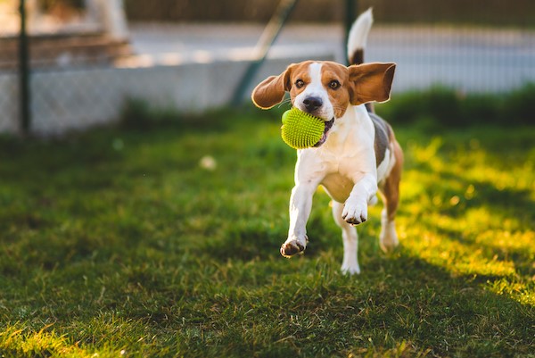 adult female beagles