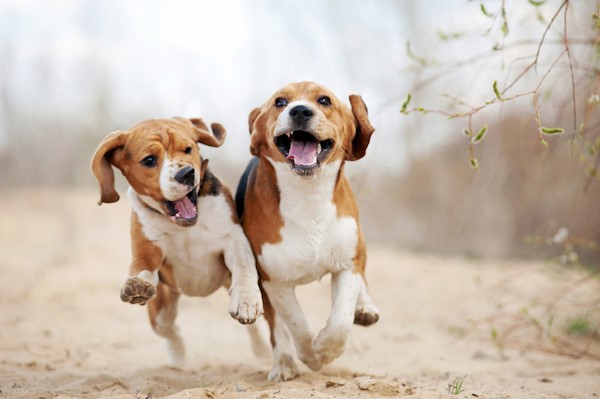 How fast can sales a beagle run