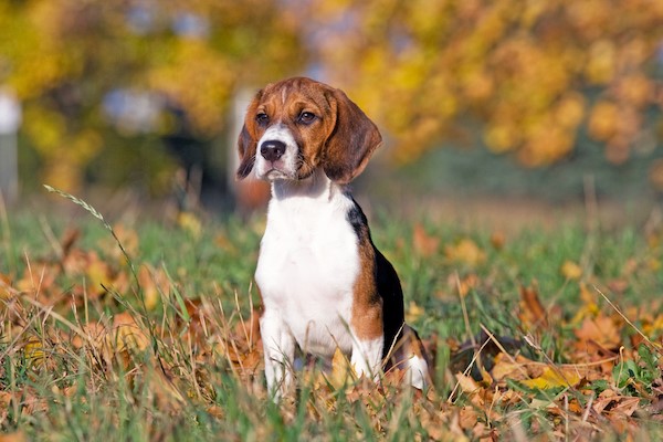 adult female beagles