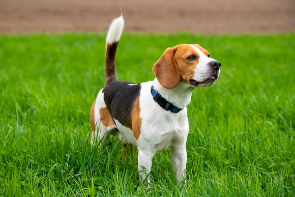 How much should a 8 weeks old beagle eat sale