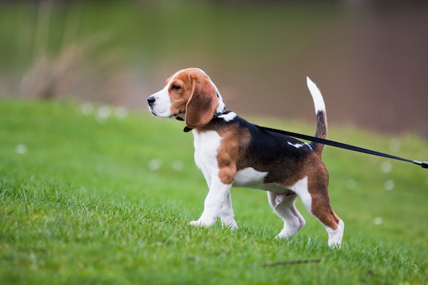 How much should outlet a beagle eat