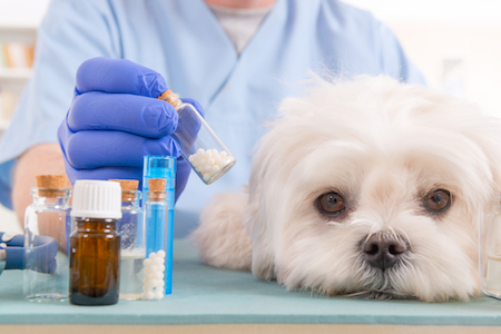 A white dog waits for natural cancer treatment.