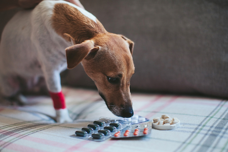 A brown and white dog examines some medications.