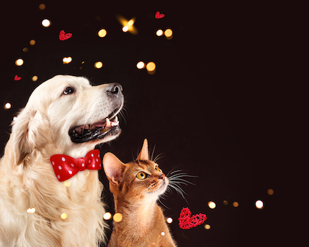 A dog and cat look at the start together.