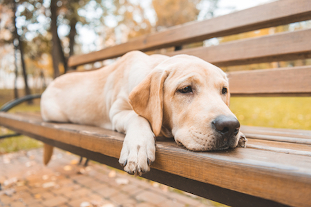 A sad Labrador Retriever lays on a park benchl.