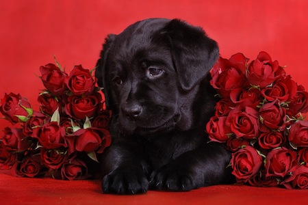 A black labrador retriever puppy is surrounded by roses.