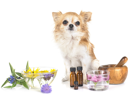 A long haired Chihuahua sits near her herbal medicines.