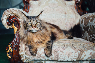 A Maine Coon cat sits on an elegant chair.