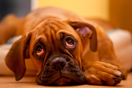 A boxer mix looks up sadly at the camera.