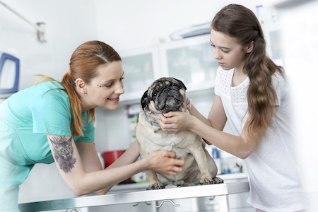 A pug is examined by a veterinarian. 