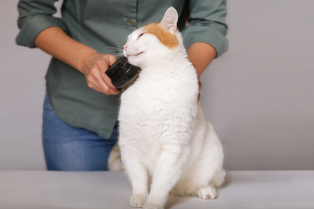 An orange and white cat gets groomed.