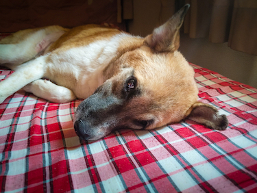A Shepherd dog lies down post-surgery.