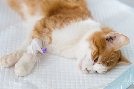 A cat receives IV fluids.