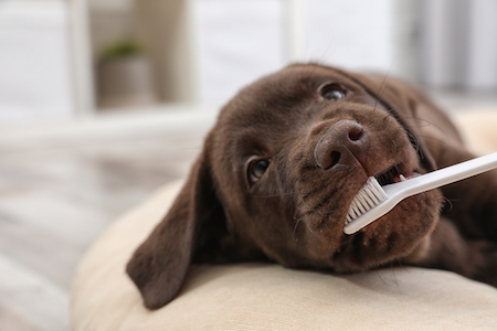 A black labrador retriever puppy gets his teeth brushed. 