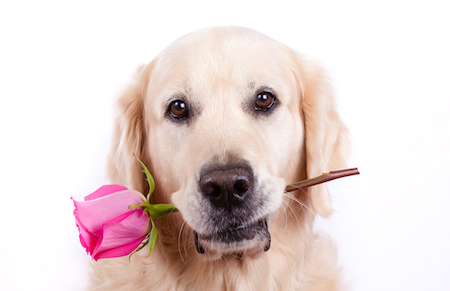 A Golden Retriever holds a rose in his mouth.