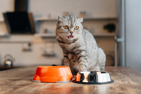 A Scottish fold cat eats his food.