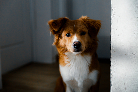  A retriever mix stands by the door.