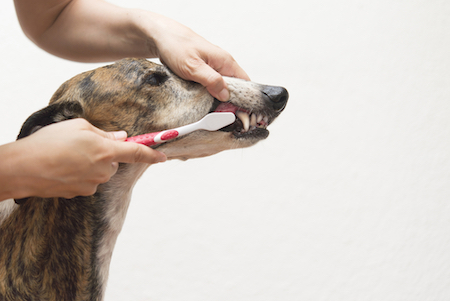 A greyhound gets her teeth brushed.