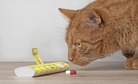 An orange cat looks at a pill.