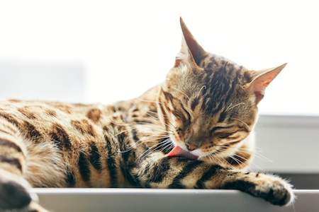 A bengal cat licks its leg.