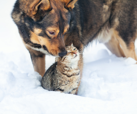 A dog and cat play together.