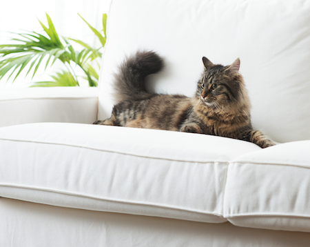 A long hair cat lies on the couch.