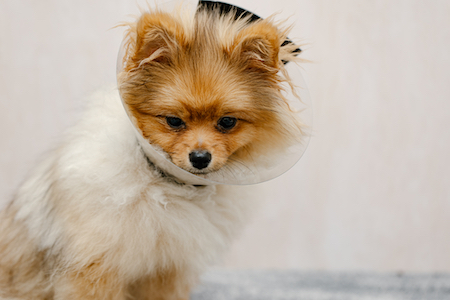 A Pomeranian wears a cone after surgery.
