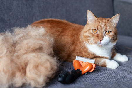 An orange tabby sits by a pile of its fur.