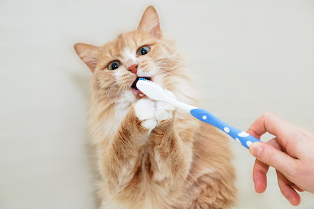 A cat plays with a toothbrush.