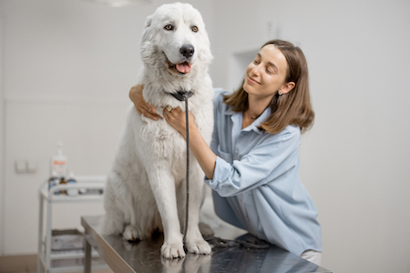 A large white dog is examined by a vet.