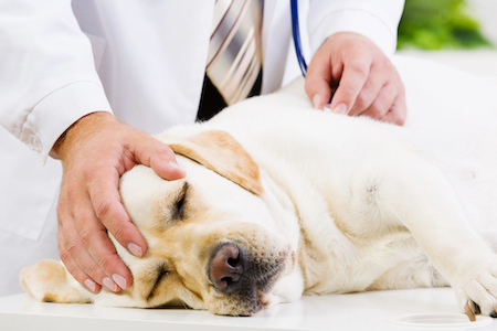 A Labrador Retriever is prepped for surgery by a vet.