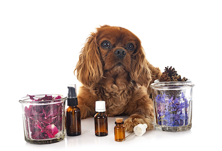 A spaniel lies down near some essential oils.