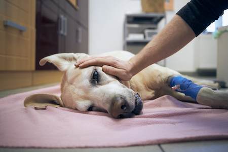 A sick dog lies on the floor, comforted by her owner.