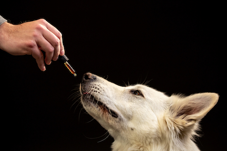 A shepherd takes CBD oil.