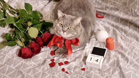 A cat lies amongst roses and candles.