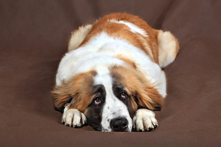 A retriever mix lies sadly on the floor.