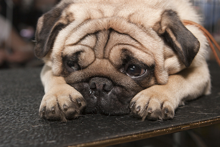 A sad Pug dog lies on the floor.