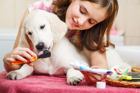 A girl brushes her puppy's teeth.