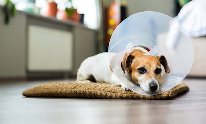 A terrier dog lies on the floor with a cone around his neck.