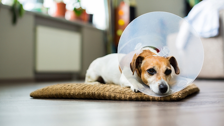 A terrier dog lies on the floor with a cone around his neck.