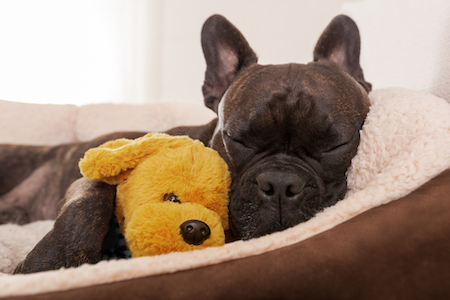 A terrier snuggles with a stuffed animal.