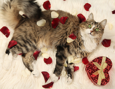 A cat lies amongst valentine decorations.