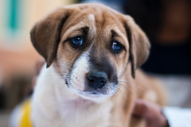 A sad puppy looks at the camera.