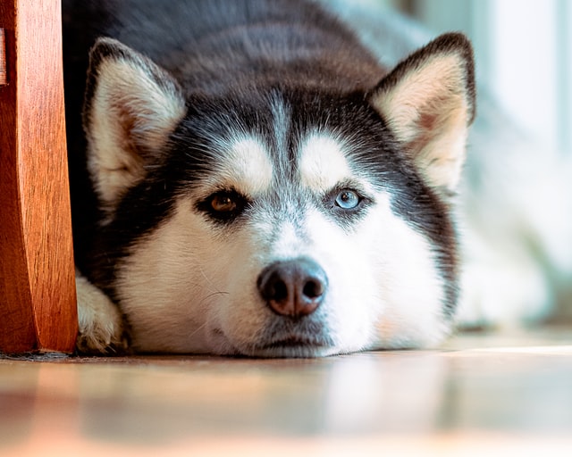 A sad Husky lies on the floor.