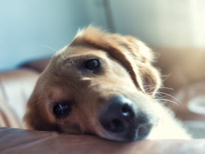 A sad Golden Retriever lies on the couch.