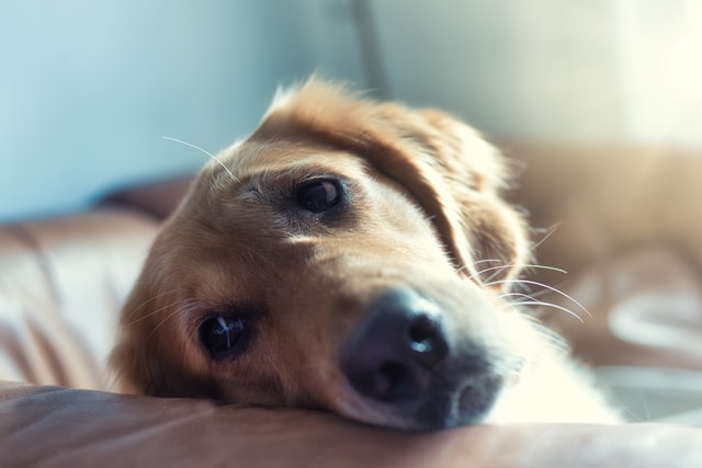 A sad Golden Retriever lies on the couch.