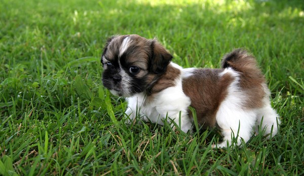 9 week old shih 2024 tzu