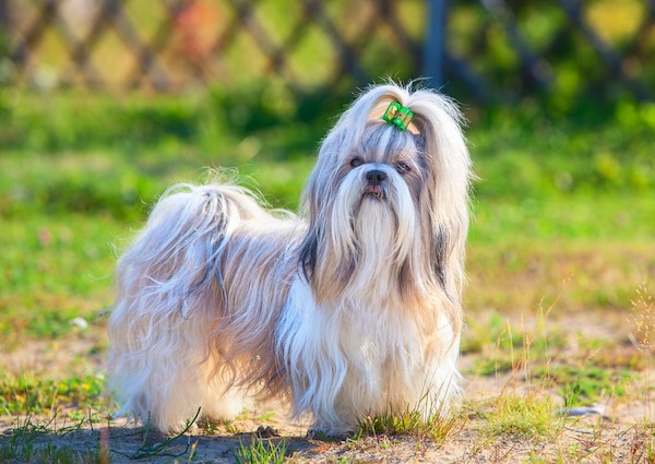 Shih Tzu Full Grown Size