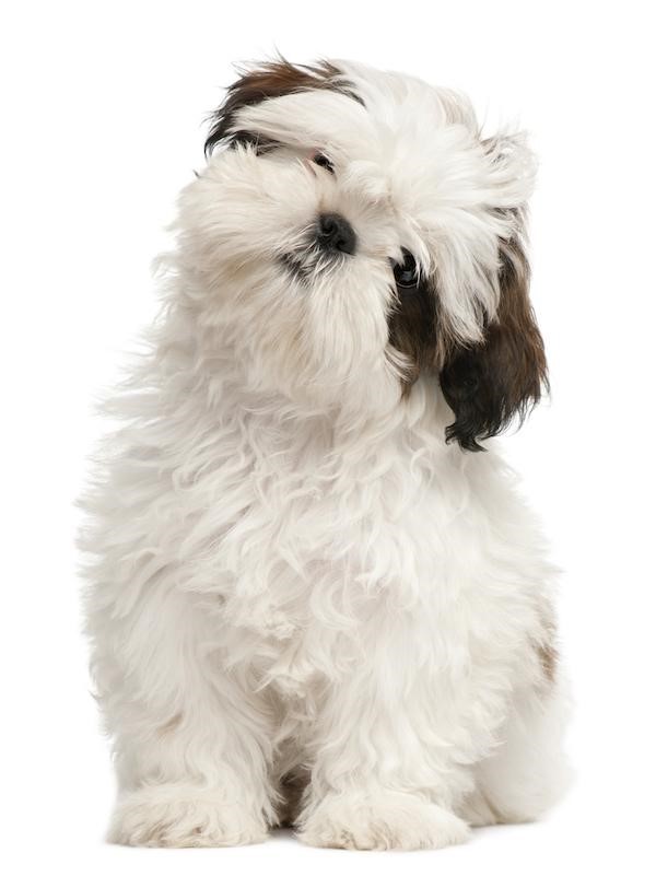 Shih tzu best sale dog size